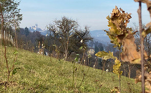 Baumpflanzungen auf den Areal der Privaten Pädagogischen Hochschule der Diözese Linz